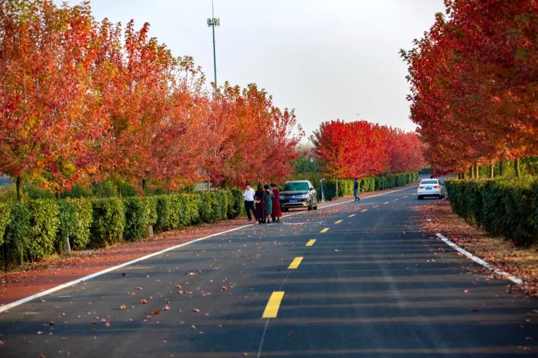 天呐!被南京这些路圈粉!