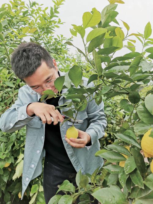 潼南柠檬种植基地,潼南柠檬基地在哪