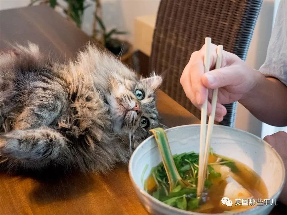 喵星人吃起来真香看的都想吃一口 (喂喵星人吃饭一副生无可恋的表情)