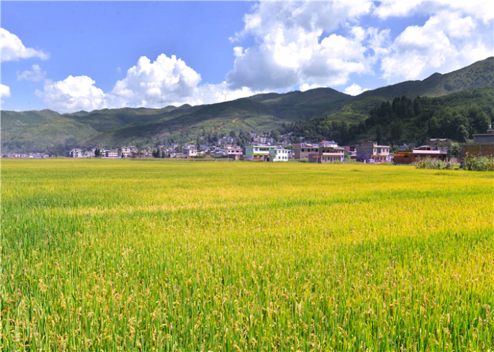 曹振华富源,富源金城路曹振华