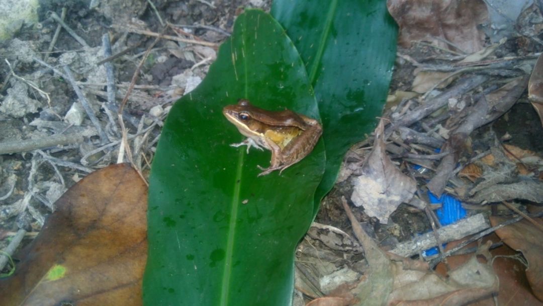 会弹琴的鱼,弹琴蛙图片