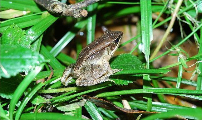 会弹琴的鱼,弹琴蛙图片