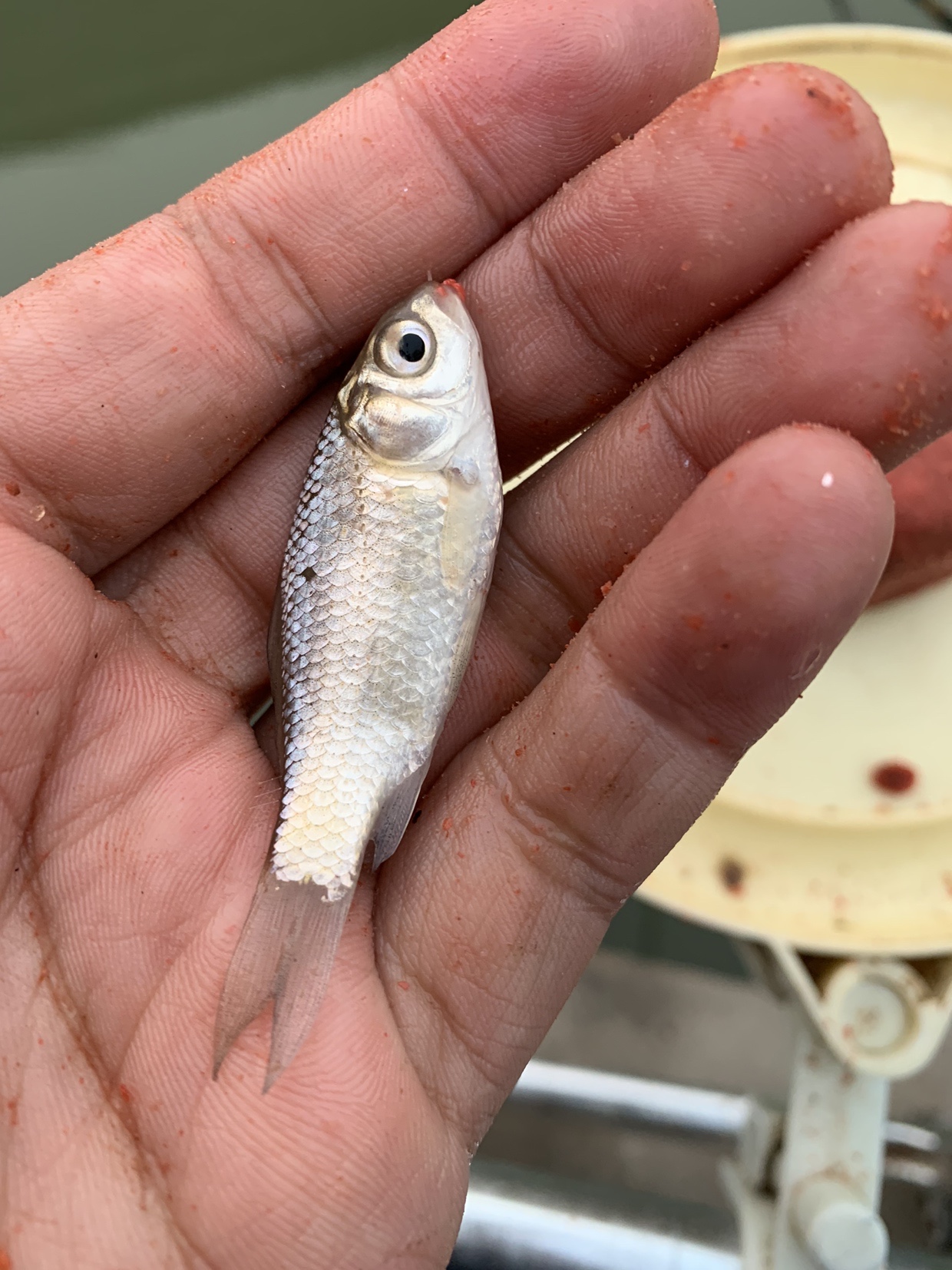 禁不住诱惑去开光，马马虎虎算成功