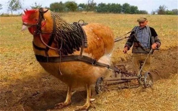 打鸡血真的好么,打鸡血有科学依据么