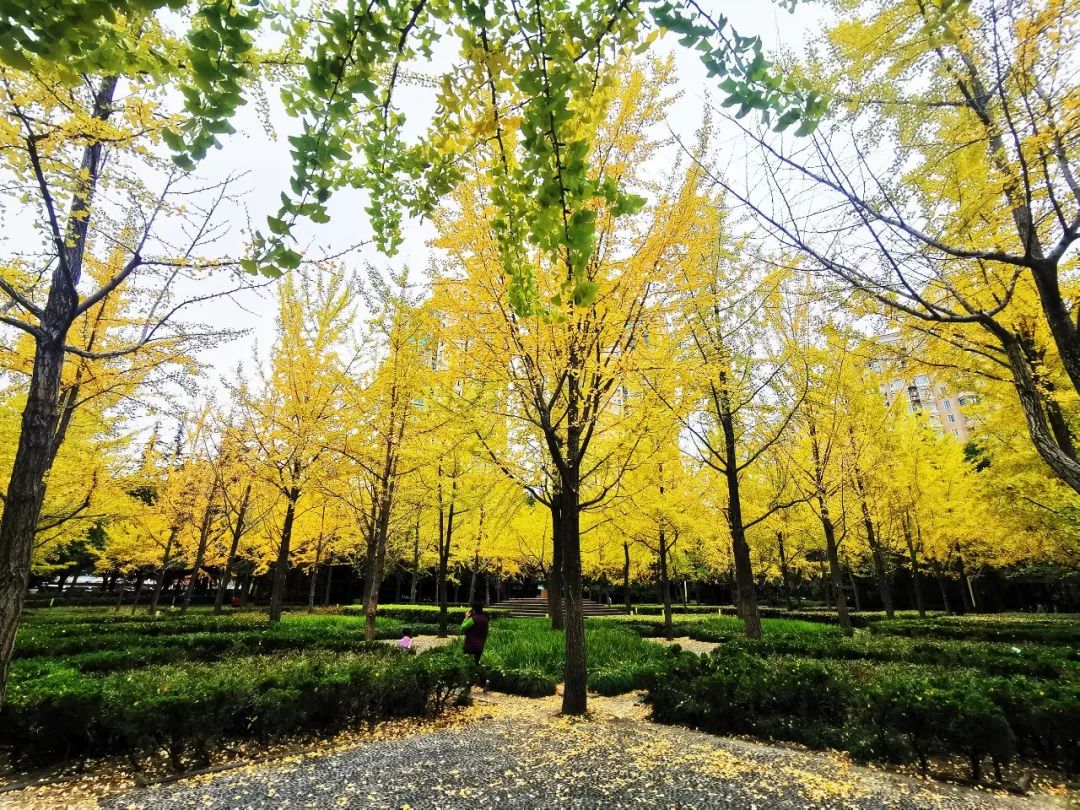 上海必打卡秋季美景,上海的秋季美景
