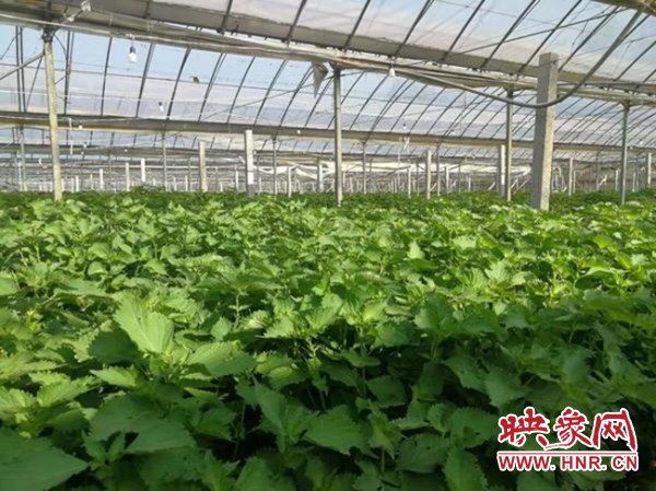 长垣市常村镇紫苏产业助力脱贫产品远销日韩