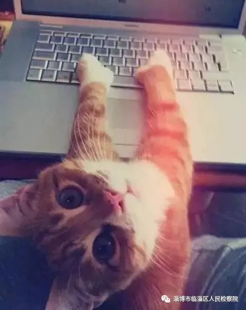 我是一只猫直播,我是一只猫现场