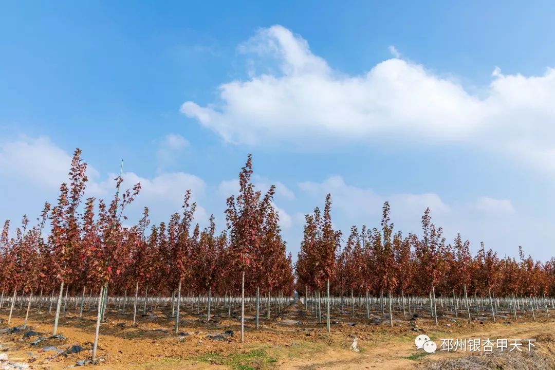 我的家乡发展状况,我的家乡发展有多好