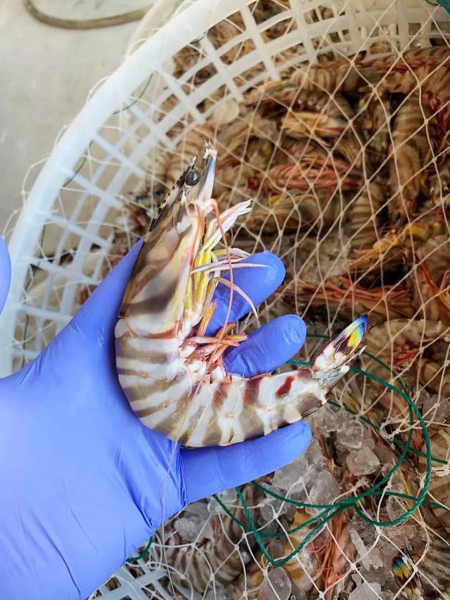 吕四海鲜原产地,吕四吃海鲜推荐