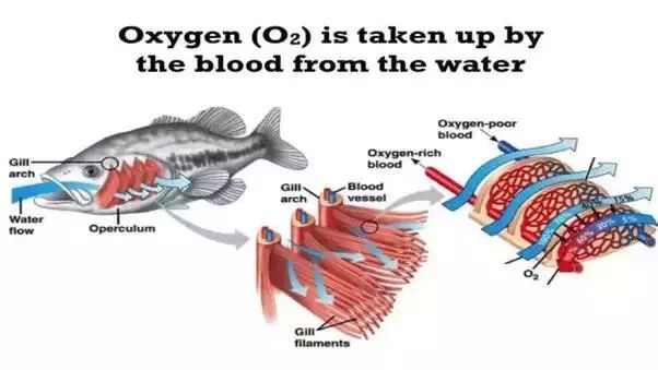 怎样淹死一条鱼,如何淹死一条鱼阅读答案