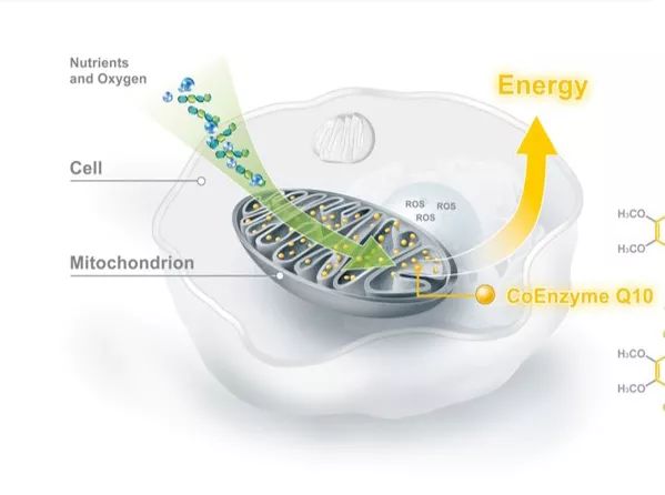 妮维雅（NIVEA）Q10晚安霜男人都爱，是女人怎能不爱？