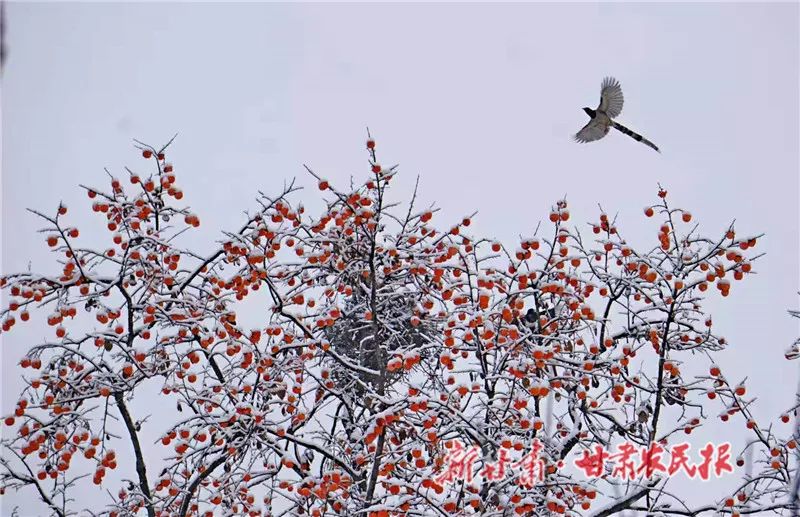 天水秦安大地,天水雪景美如画