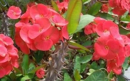 绿萝有毒吗养在家里对身体有害吗,绿萝有毒吗是否适合养在卧室