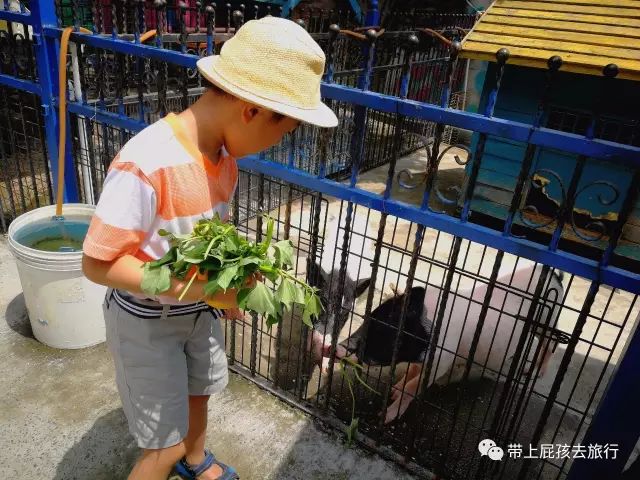 500不到全家住原佘山艾美，居然！周末元旦春节还是不加价