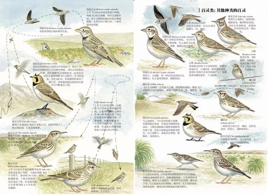 这也许是最好买的一场劲草嘉年华……