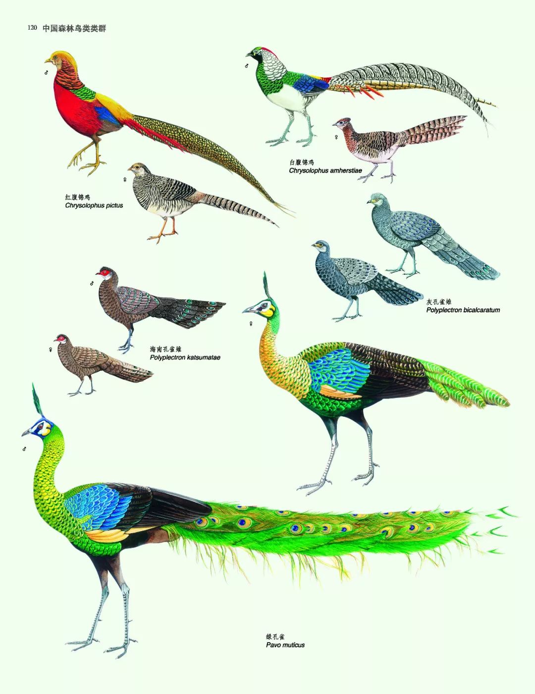 劲草嘉年华最新视频,2023年劲草嘉年华