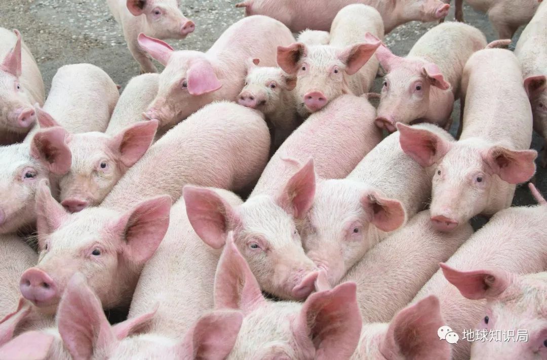 我们常吃的猪都是从哪儿来演化的,猪是从哪里来的