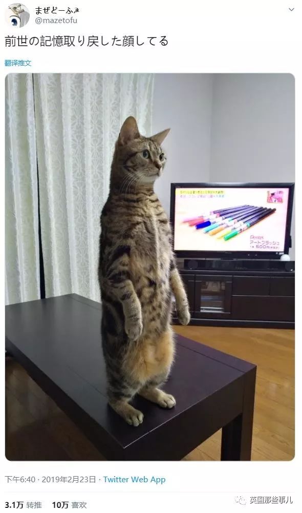 喵星人的日常图片大全,最好看的喵星人图片