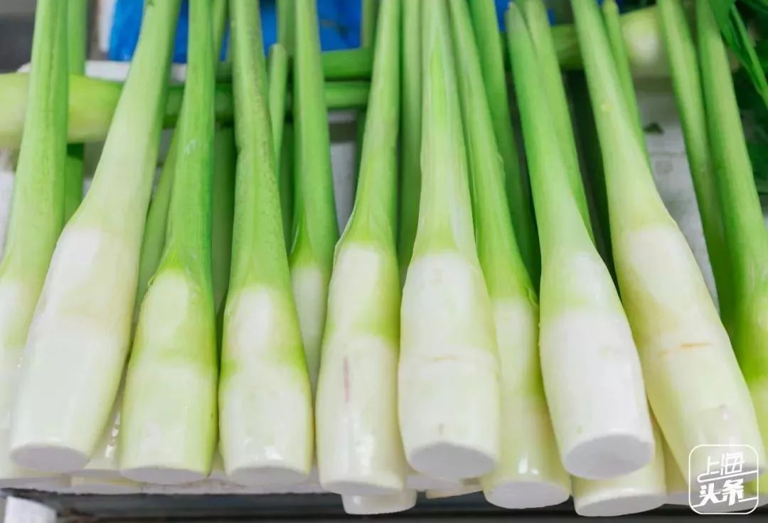 上海地铁可直达6个古镇,从上海到江南六个水乡古镇