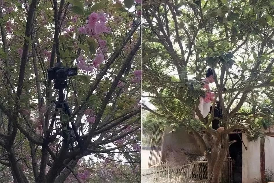 李子柒央视说最想做的三件事,李子柒受到央视表扬