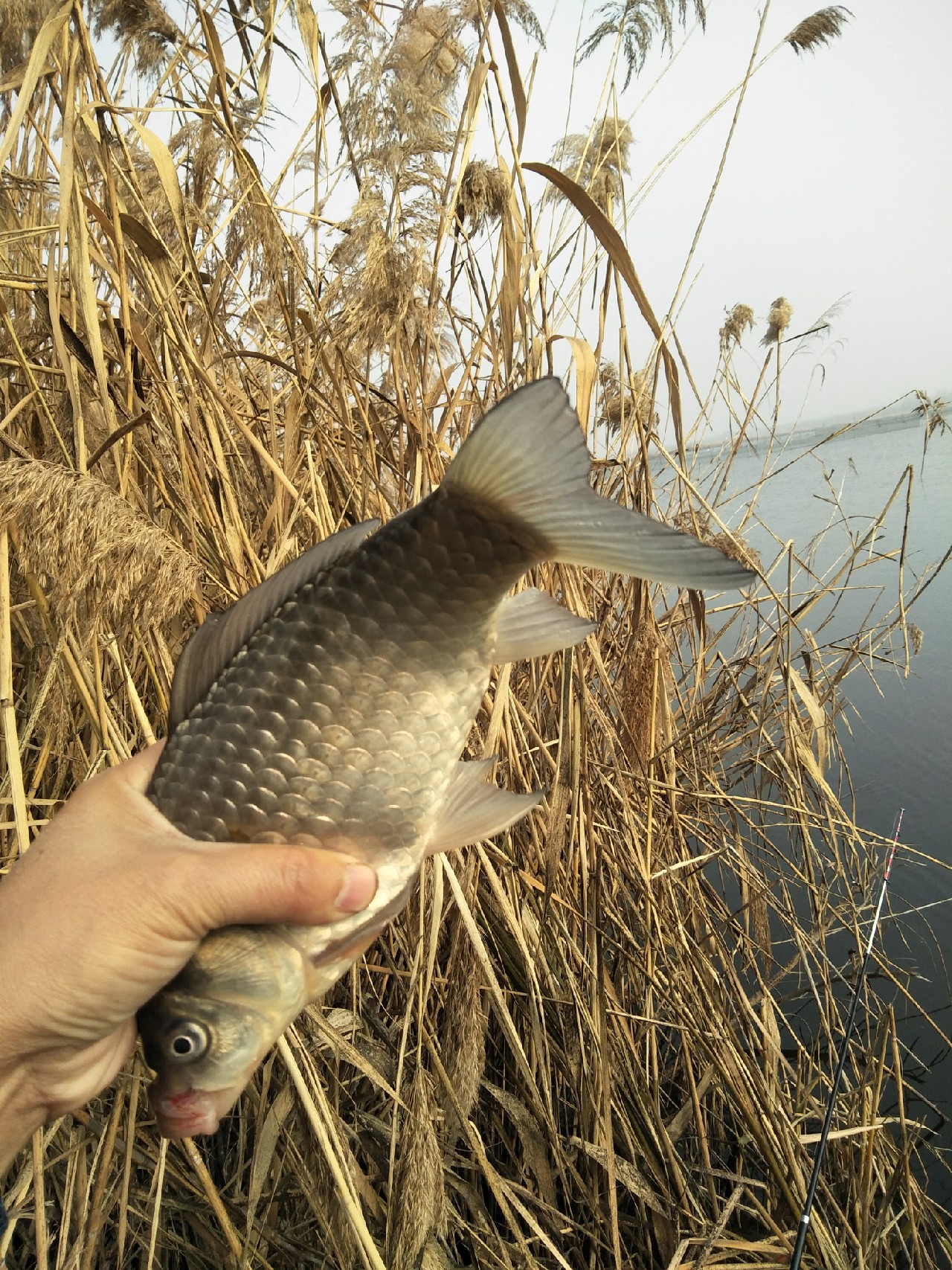 矶竿浮球钓法,矶竿岸筏怎么用