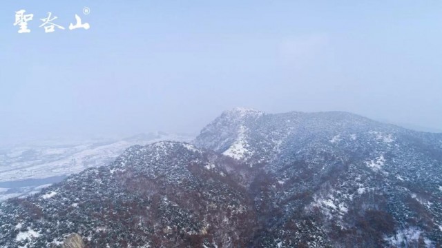 日照古风茶,最风雅的日照茶