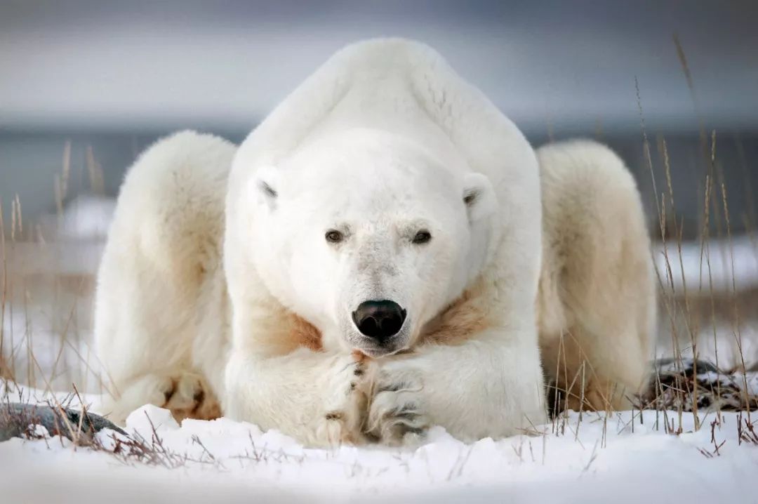 北极和南极相比哪个冷,北极和南极相比有什么特点