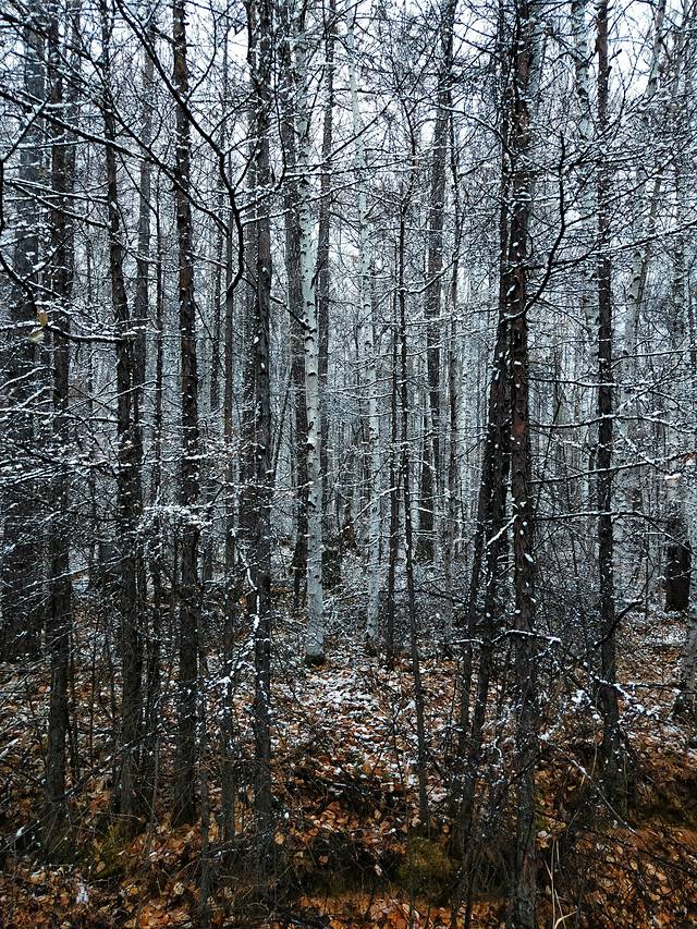 自驾呼伦贝尔草原公路,呼伦贝尔草原自驾公路