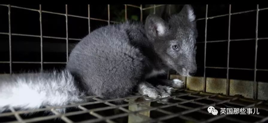 一只差点被做成皮草大衣的北极狐，如今白白胖胖过上了圣诞节