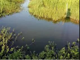 虾苗不沉底用什么方法好,虾苗不下底