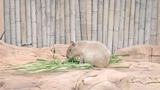 长隆海洋王国海底机动船,珠海长隆海洋王国鲸鲨馆海底区