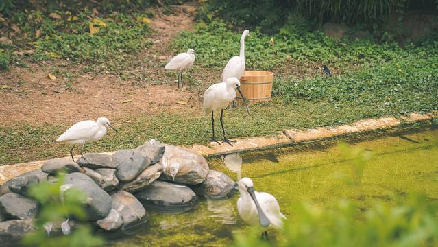 长隆海洋王国海底机动船,珠海长隆海洋王国鲸鲨馆海底区