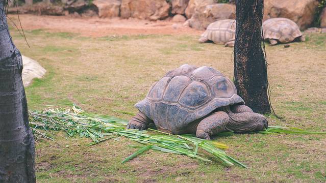 长隆海洋王国海底机动船,珠海长隆海洋王国鲸鲨馆海底区