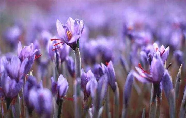 红花？西红花？傻傻分不清楚……这篇自白你一定要看