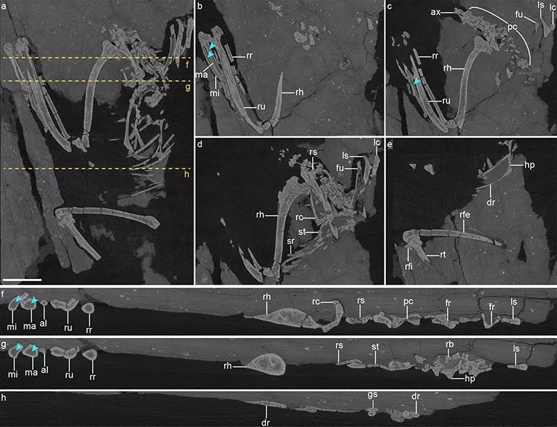 鸟类的遗传规律与育种,鸟类生物遗传学现代研究进展