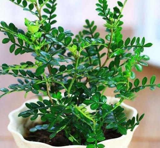 这3种花养在室内长得好,这3种绿植认真起来连细菌都害怕