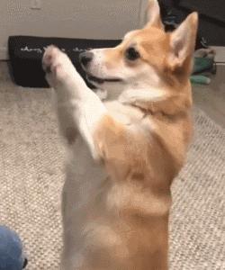 狗狗太活泼不粘人怎么办,狗狗太活泼有多动症怎么办