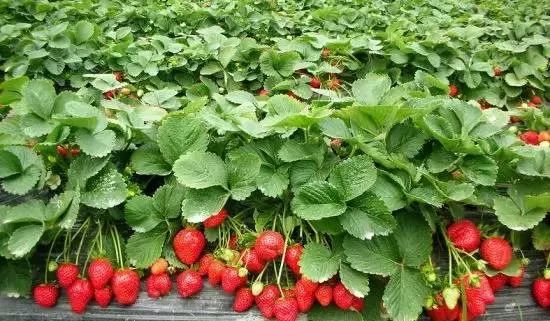 最便宜的草莓采摘方法,草莓采摘攻略怎样摘下来