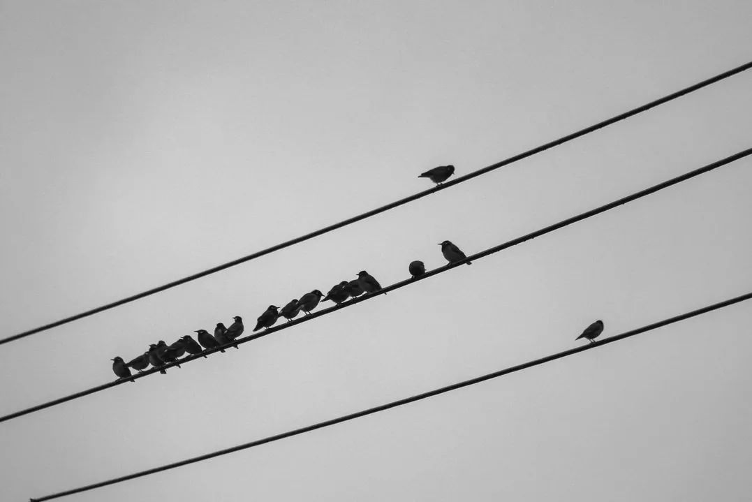 这还是我认识的相机吗,这还是我认识的二哈吗