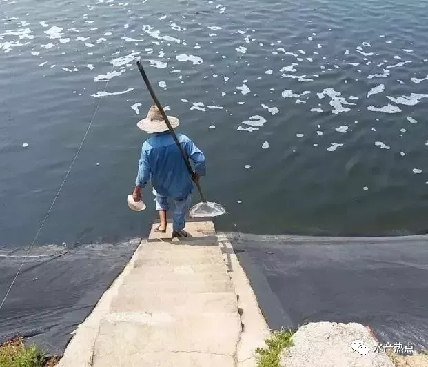 鱼塘晒塘用漂粉精消毒的注意事项,漂白粉鱼塘消毒正确使用方法