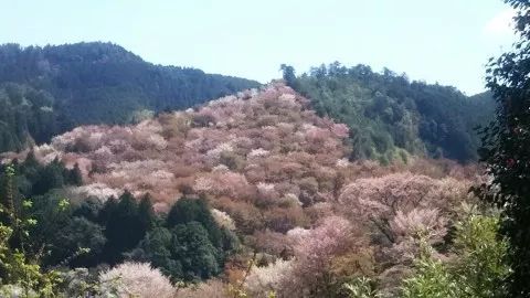 2020日本樱花花期,最新樱花观赏时间表