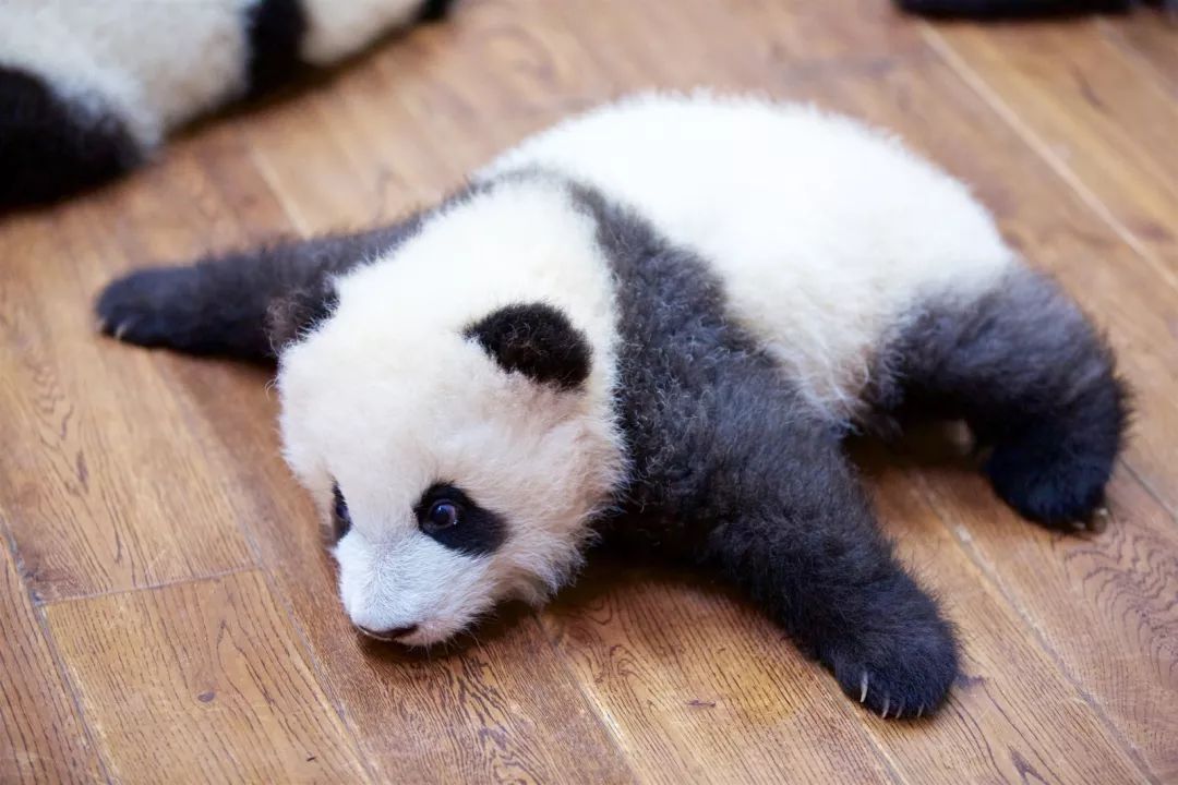 TheStoryoftheBlackWhite“LivingFossil”︱一只黑白“活化石”的前世今生