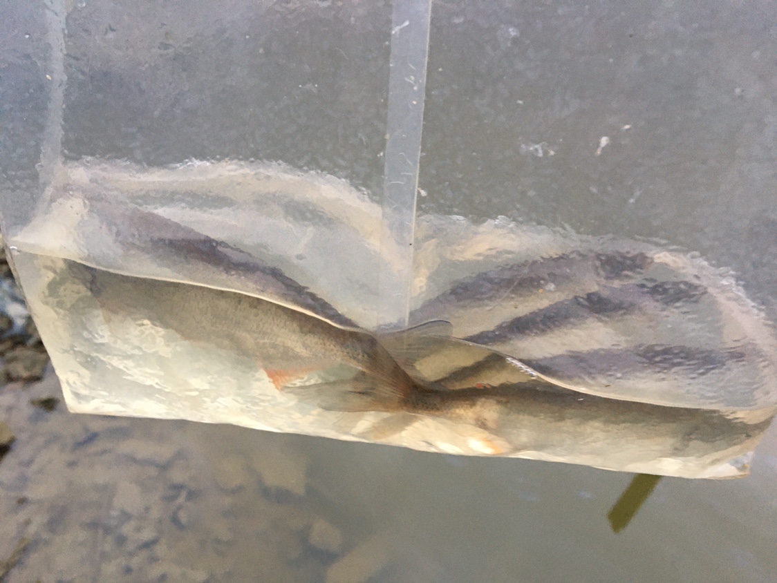 夏季小杂鱼闹窝怎么钓大板鲫,冬钓大板鲫如何避开小鱼