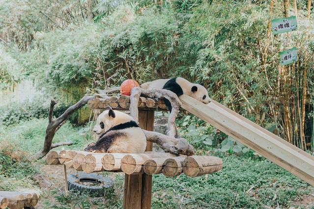 广州长隆野生动物世界旅游攻略,暖冬长隆3天2晚