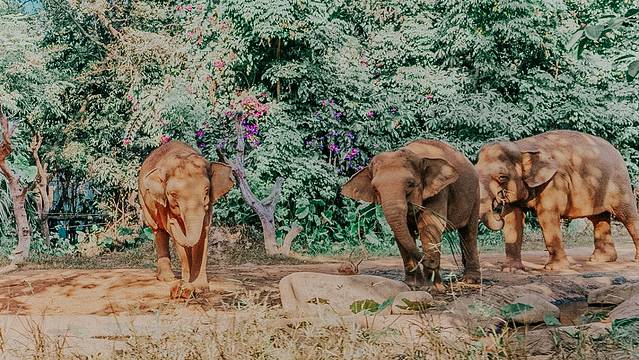 来长隆隆重过大年暖冬游长隆,暖冬游长隆福路通