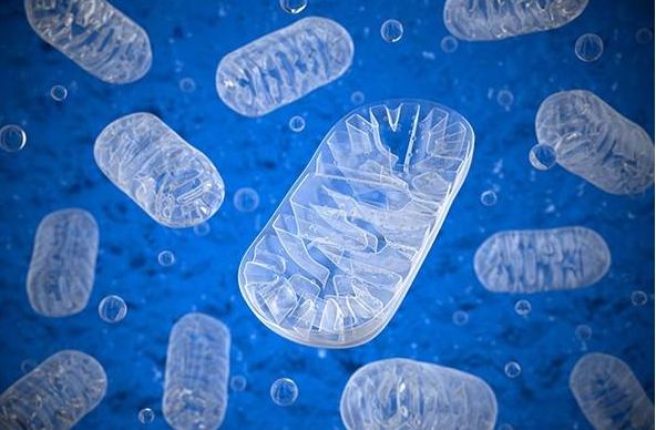 人的肉是红肉还是白肉,哪些肉属于白肉哪些属于红肉