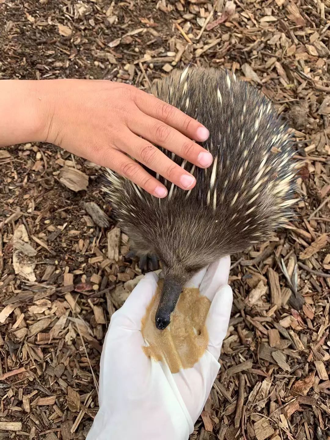 没有作业的澳洲暑假怎么熬？