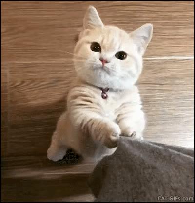 斯太尔战术侦察步枪,斯太尔侦察狙