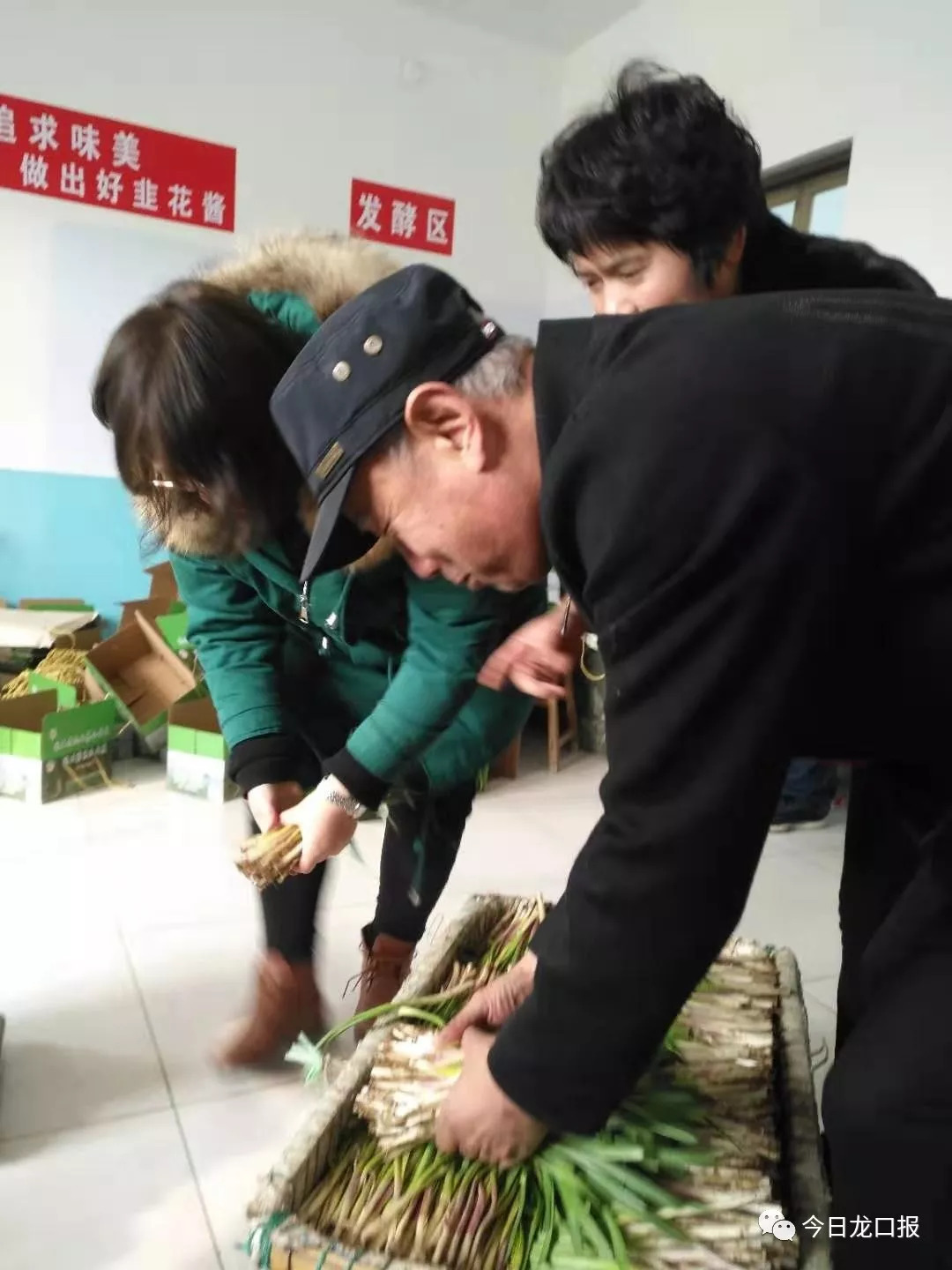 30多块钱一斤,还抢着买?龙口这个村种的菜太抢手