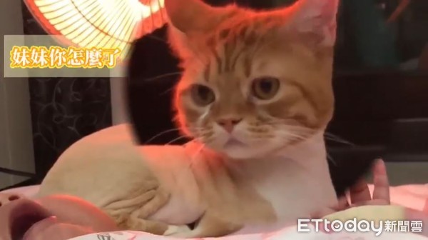 婴儿叫声凄厉,婴儿发出猫叫被丢